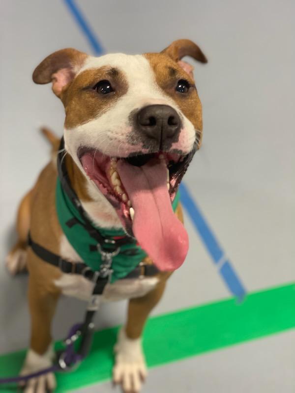 Enlarge Desmond, a Adoptable mixed breed in Muncie, IN image 6/6