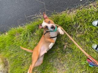 Enlarge Desmond, a Adoptable mixed breed in Muncie, IN image 4/6