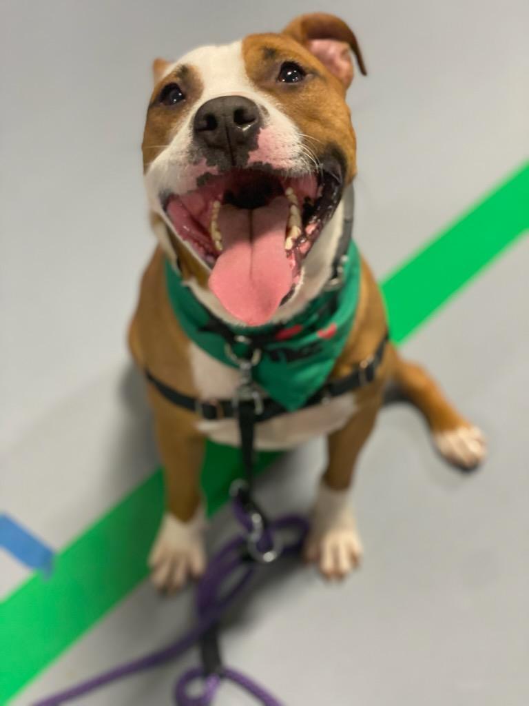 Desmond, Adoptable, Adult Male Terrier.