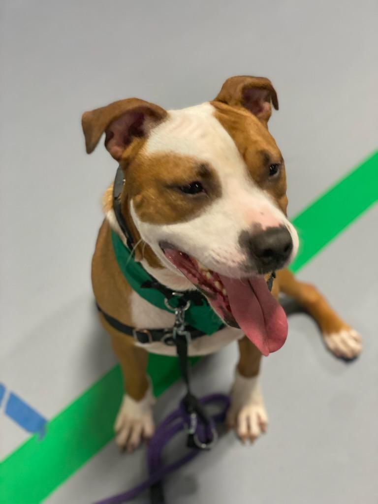 Enlarge Desmond, a Adoptable mixed breed in Muncie, IN image 3/6