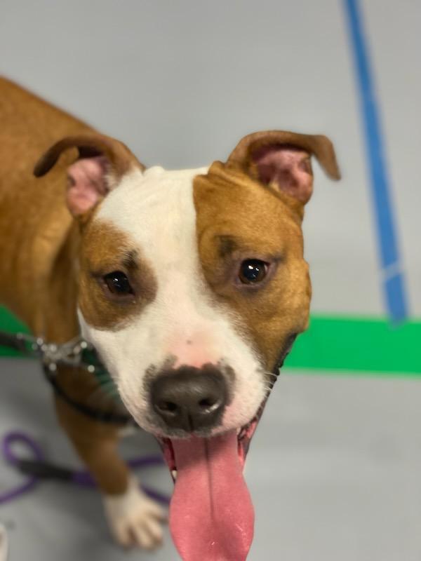 Enlarge Desmond, a Adoptable mixed breed in Muncie, IN image 2/6