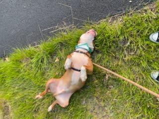 Enlarge Desmond, a Adoptable mixed breed in Muncie, IN image 5/6
