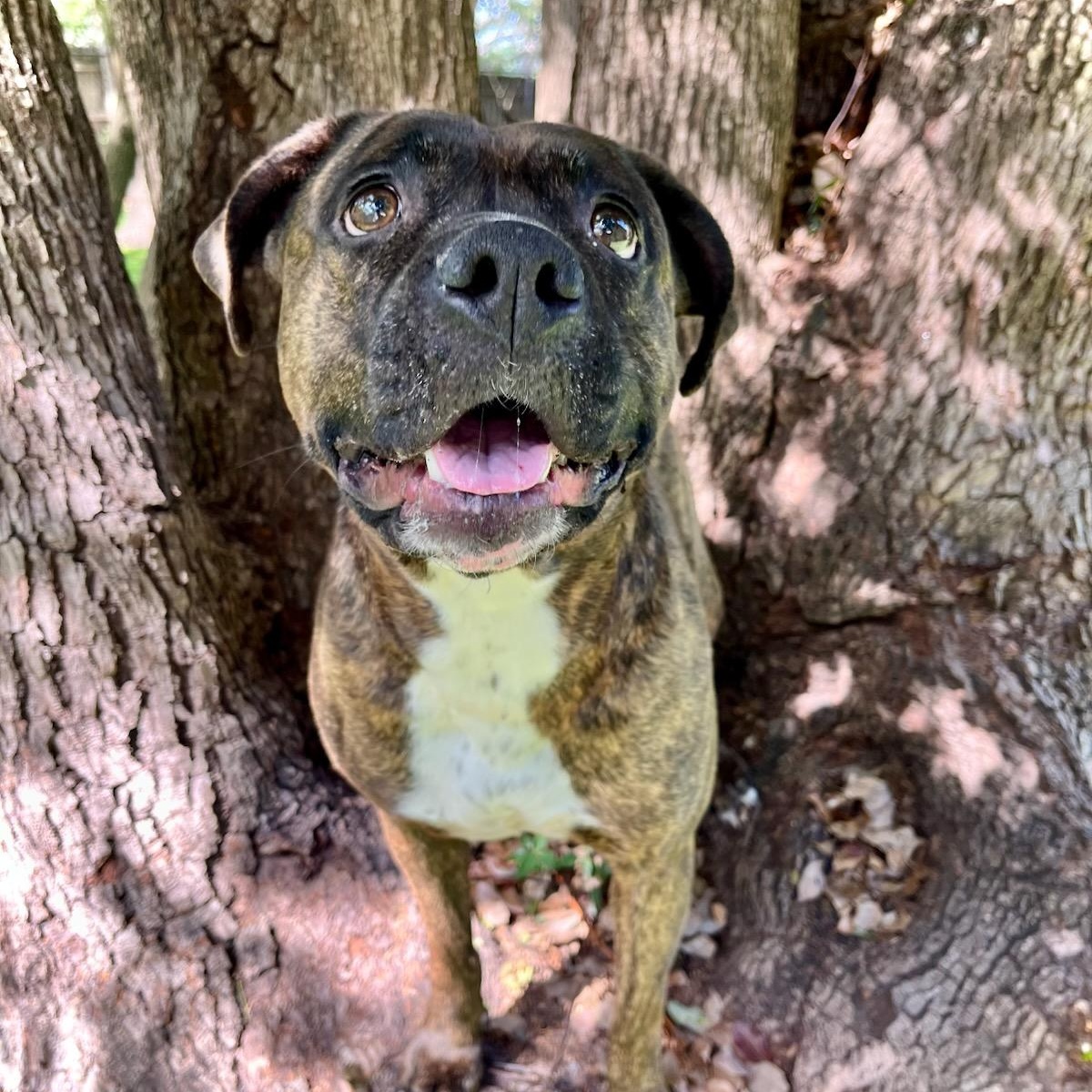 Enlarge Whisper, a Adoptable mixed breed in Palm Harbor, FL image 2/6