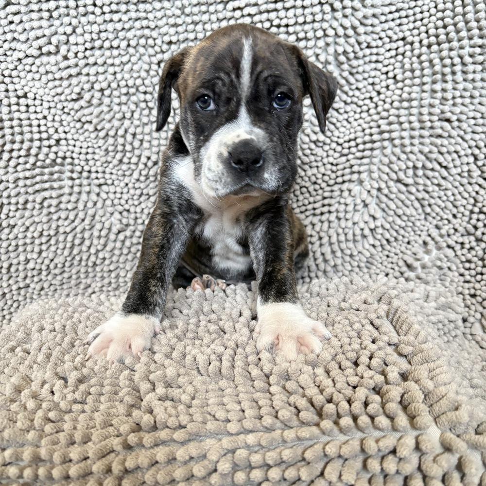 Enlarge Wrecker, a Adoptable mixed breed in Pleasant Hill, CA image 1/3