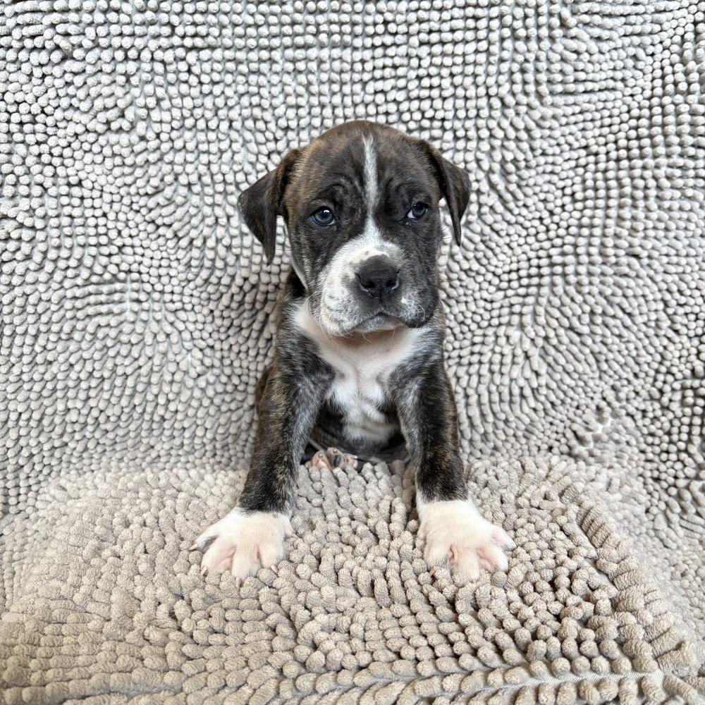 Enlarge Wrecker, a Adoptable mixed breed in Pleasant Hill, CA image 2/3