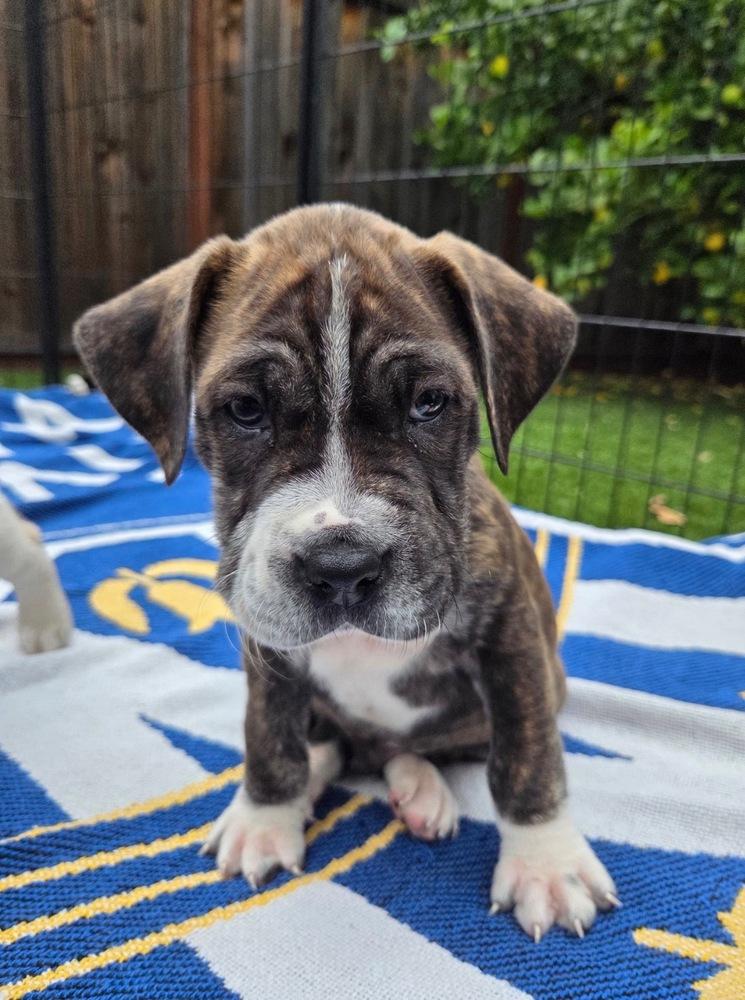 Enlarge Wrecker, a Adoptable mixed breed in Pleasant Hill, CA image 3/3