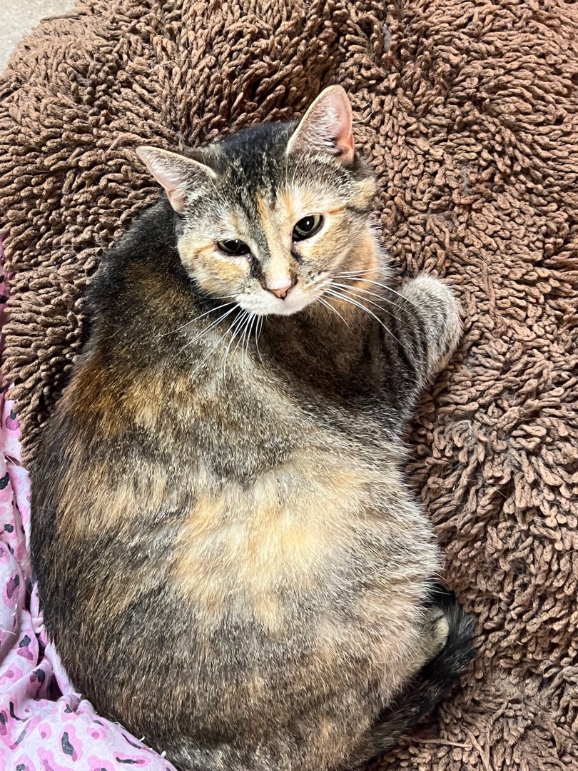 Selena -senior , a Adoptable mixed breed in Yellville, AR image 1/6