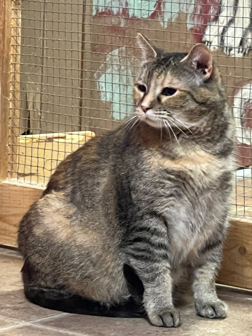 Selena -senior , a Adoptable mixed breed in Yellville, AR image 2/6