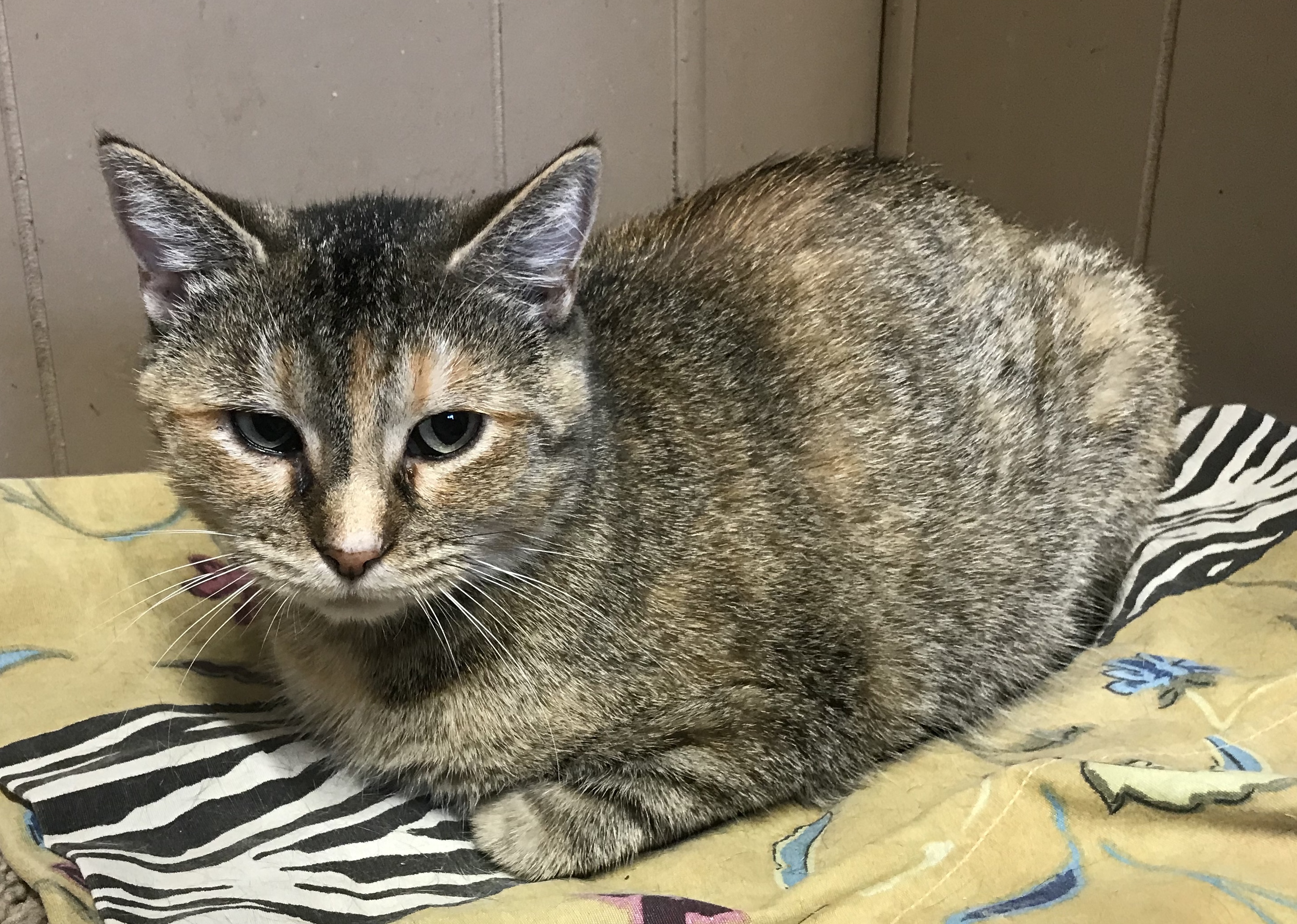 Selena -senior , a Adoptable mixed breed in Yellville, AR image 3/6