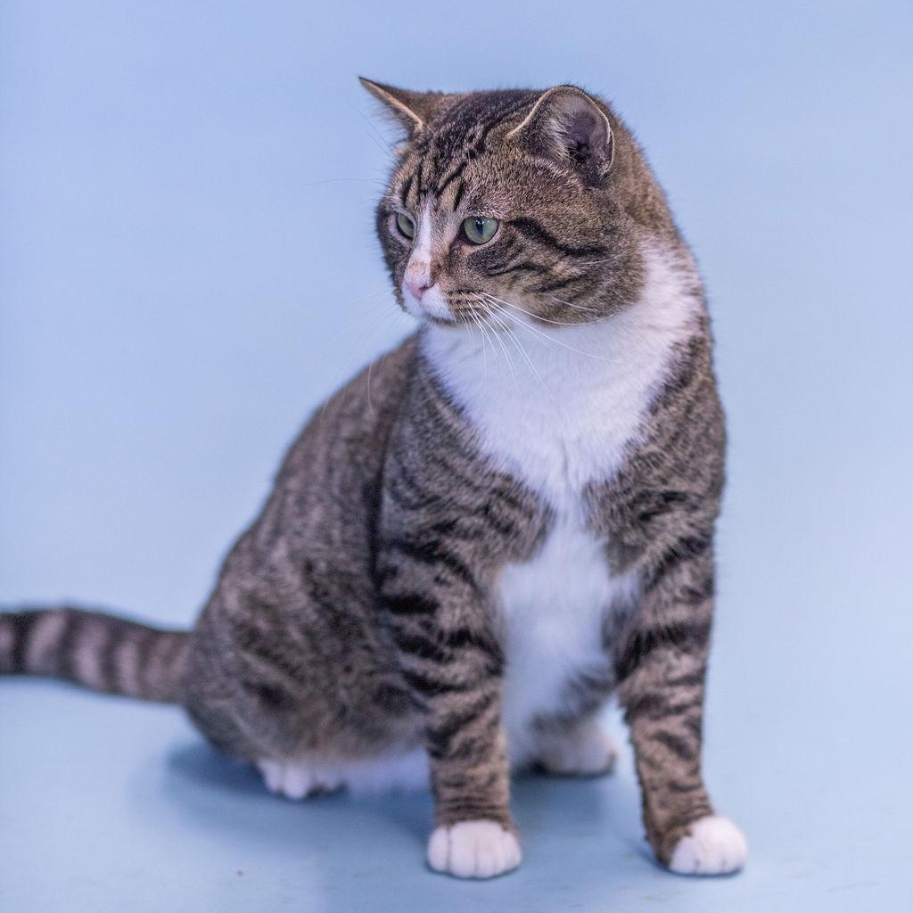 Buddy, ADOPTABLE, Adult Male Tabby & Domestic Short Hair.