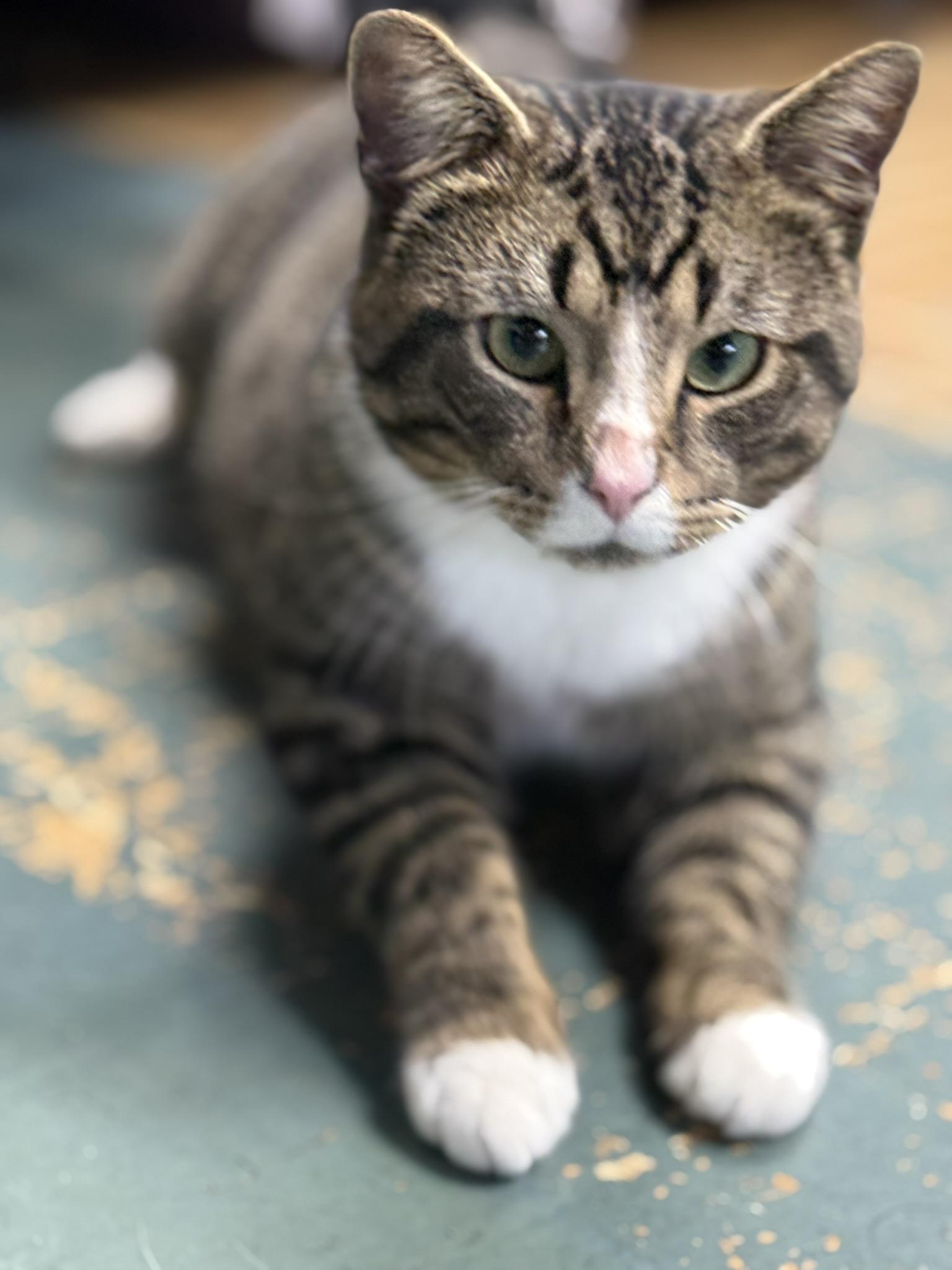 Buddy, a other mixed breed in Owensboro, KY image 2/2