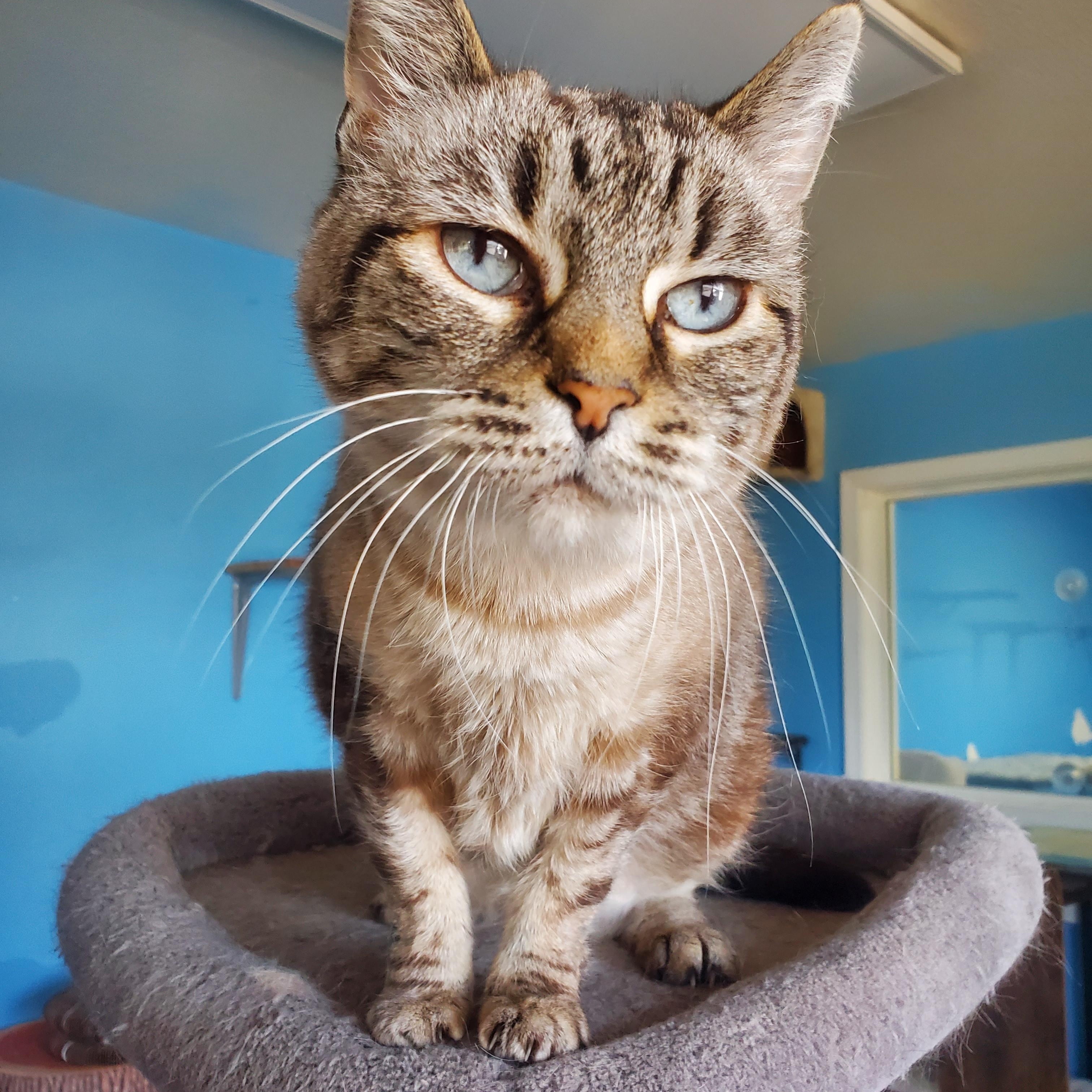 Enlarge Stevie, a ADOPTABLE Domestic Short Hair in Polson, MT image 1/1