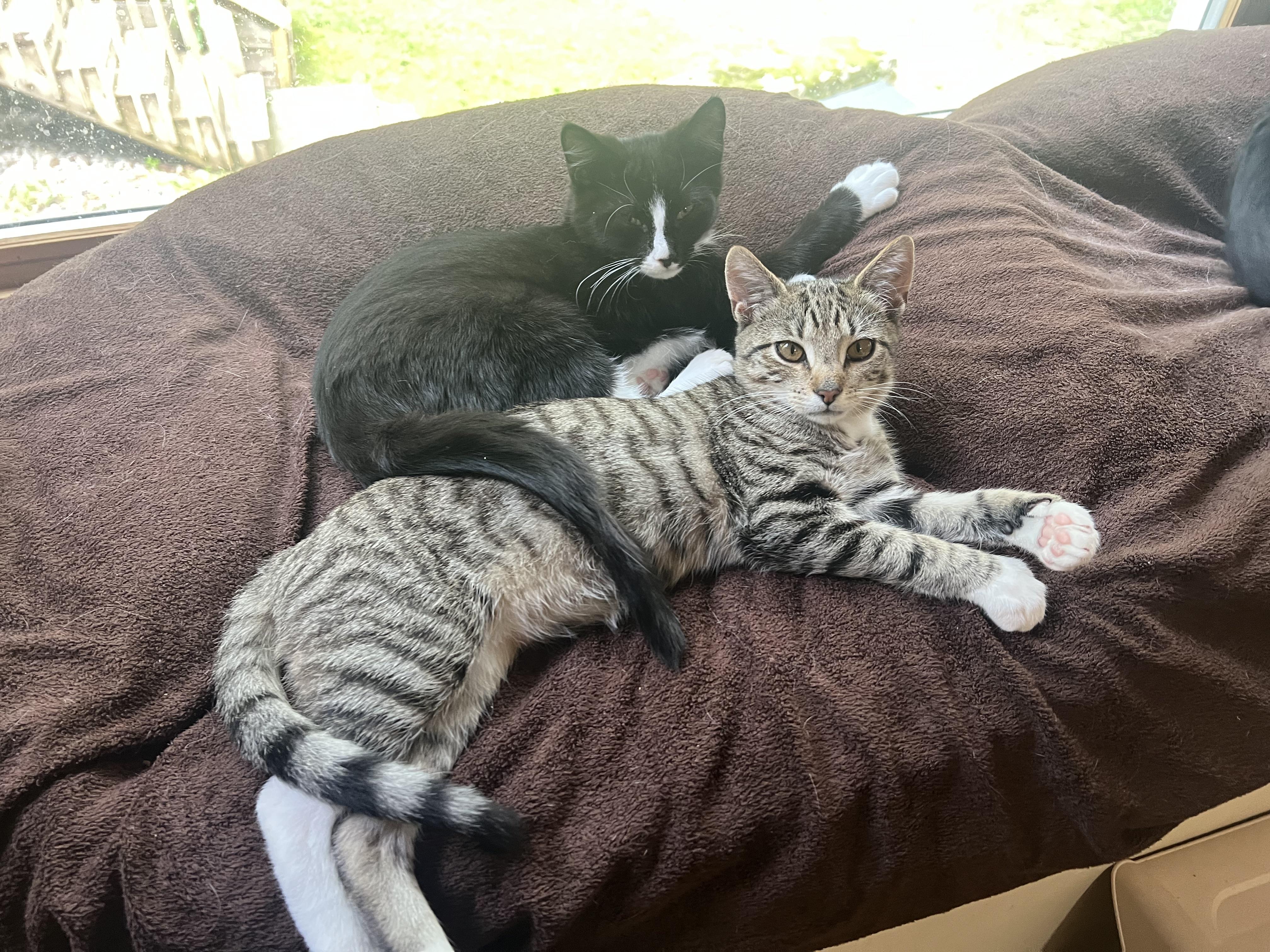 Enlarge Giblet & Cinema, a ADOPTABLE mixed breed in New Milford, CT image 3/6