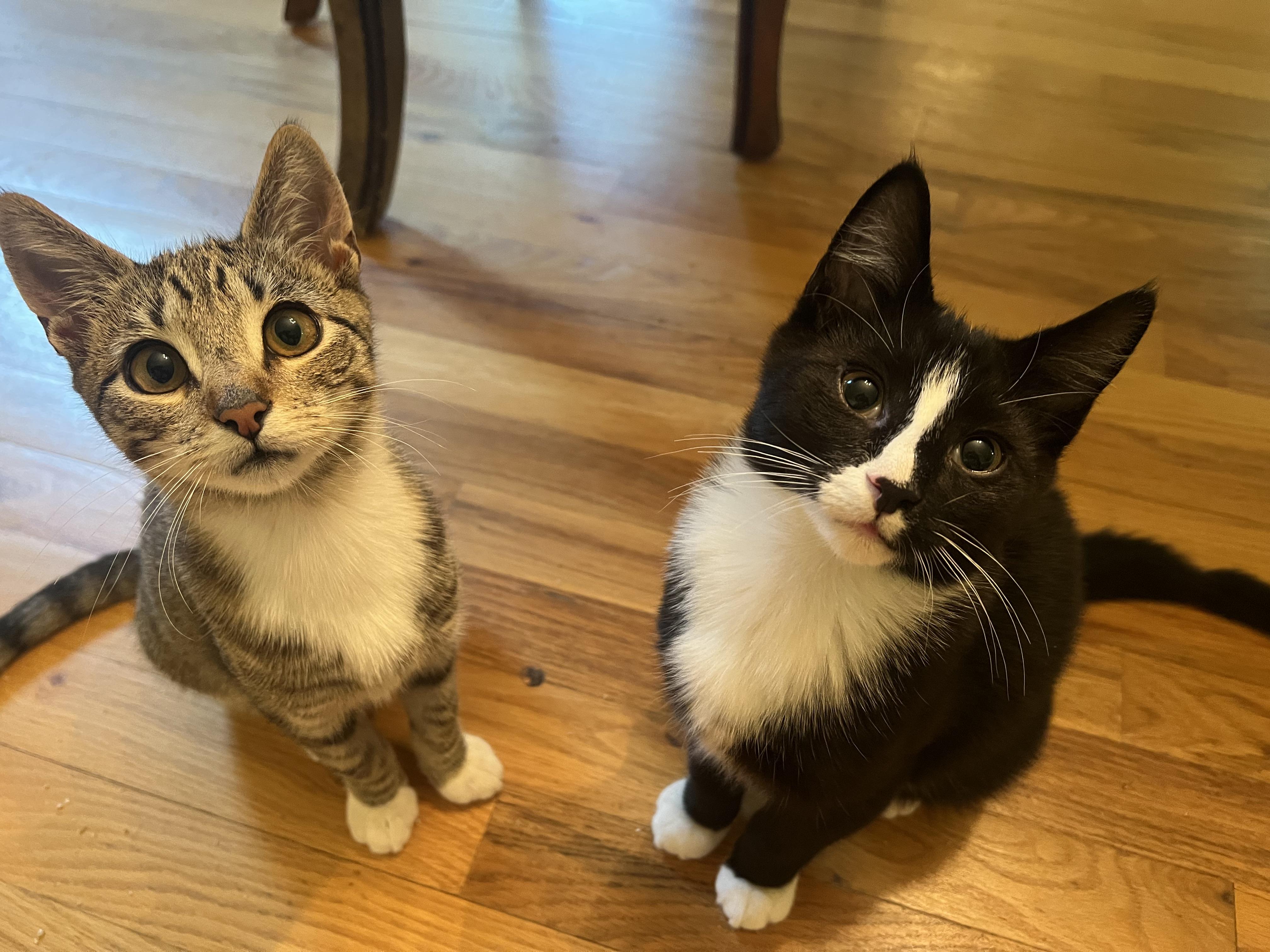 Giblet & Cinema, ADOPTABLE, Kitten Male Tabby & Tuxedo.
