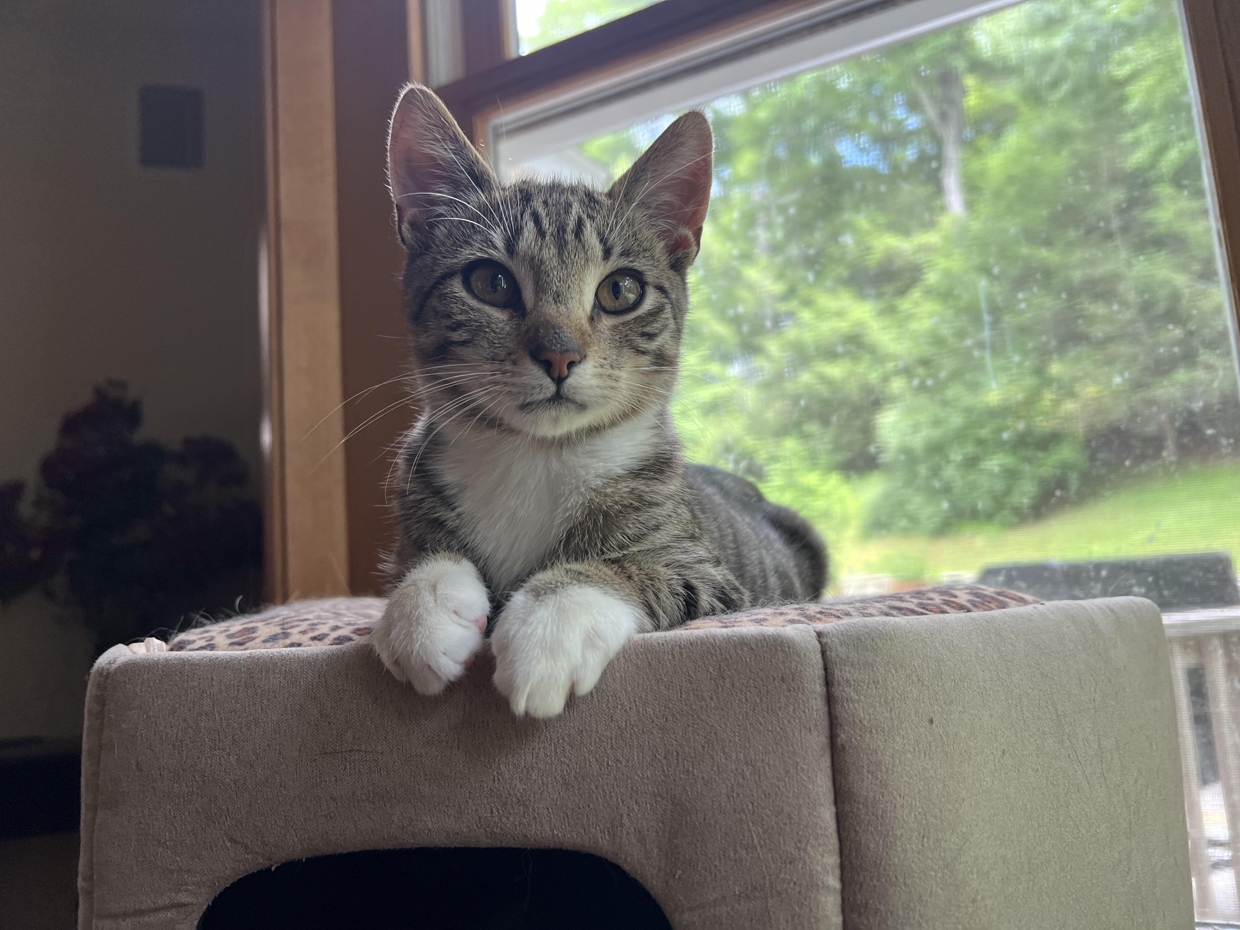 Enlarge Giblet & Cinema, a ADOPTABLE mixed breed in New Milford, CT image 5/6
