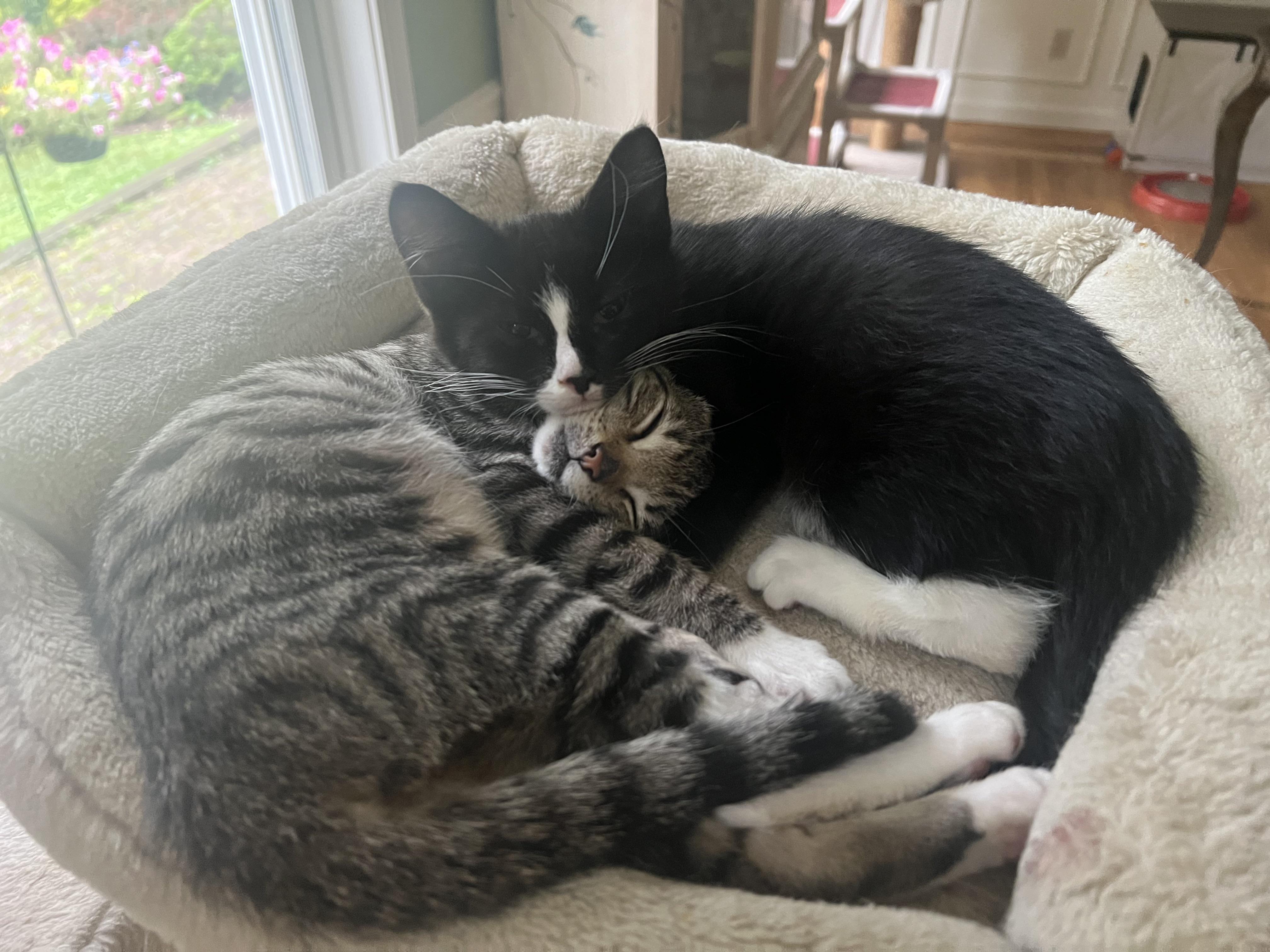 Enlarge Giblet & Cinema, a ADOPTABLE mixed breed in New Milford, CT image 4/6