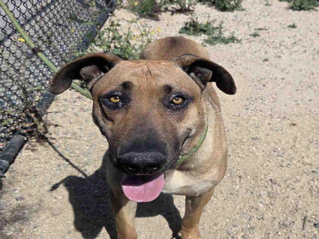 Enlarge MOOSE, a Adoptable mixed breed in Carlsbad, CA image 1/1