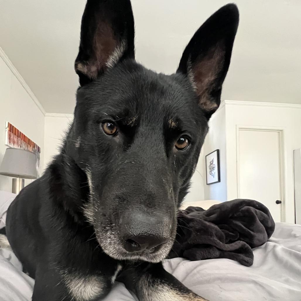 Disco, a Adoptable German Shepherd Dog in Pasadena, CA image 1/4