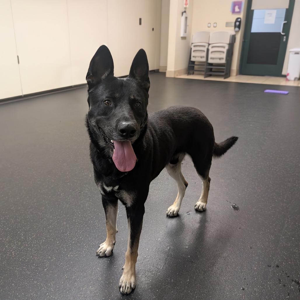 Disco, a Adoptable German Shepherd Dog in Pasadena, CA image 2/4