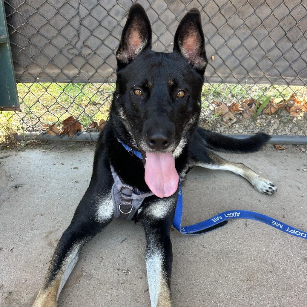 Disco, a Adoptable German Shepherd Dog in Pasadena, CA image 3/4