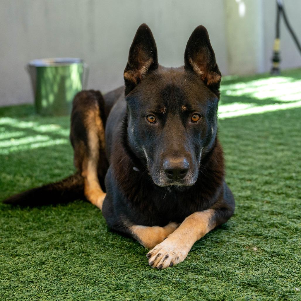 Disco, a Adoptable German Shepherd Dog in Pasadena, CA image 4/4