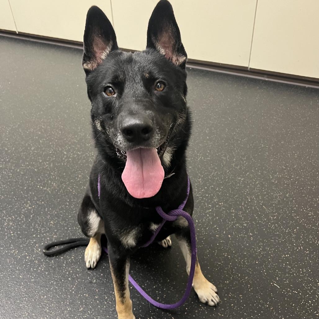Enlarge Disco, a Adoptable German Shepherd Dog in Pasadena, CA image 5/5