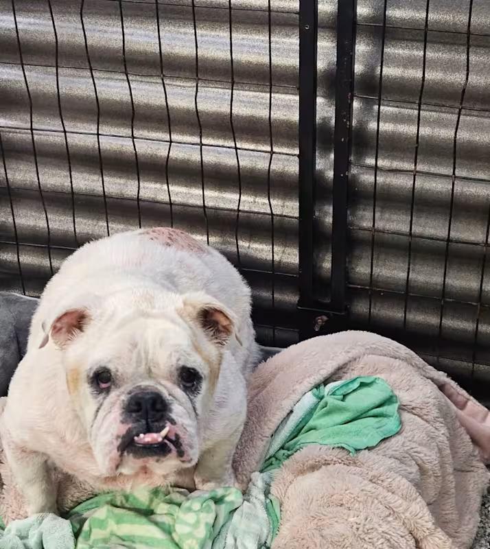 Enlarge Hannah, a Adoptable English Bulldog in Lauderhill, FL image 1/3