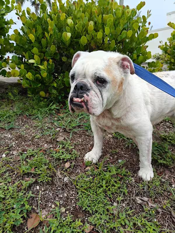 Enlarge Hannah, a Adoptable English Bulldog in Lauderhill, FL image 2/3