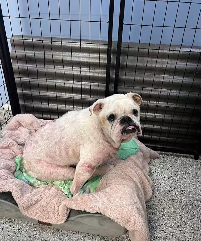 Enlarge Hannah, a Adoptable English Bulldog in Lauderhill, FL image 3/3