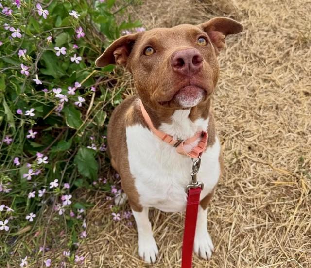 Enlarge LACEY, a Adoptable mixed breed in San Luis Obispo, CA image 1/1