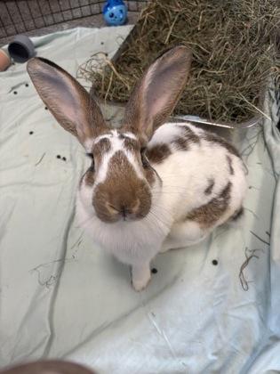 Enlarge Hunter, a Adoptable mixed breed in Lowell, MA image 2/2