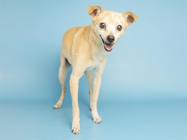 LOUIE, Adoptable, Senior Male Chihuahua.