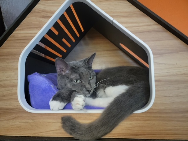 Pepper, a Adoptable Domestic Short Hair in El Paso, TX image 2/4