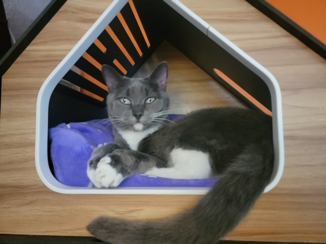 Pepper, a Adoptable Domestic Short Hair in El Paso, TX image 3/4