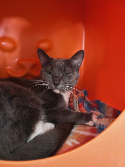 Pepper, a Adoptable Domestic Short Hair in El Paso, TX image 4/4