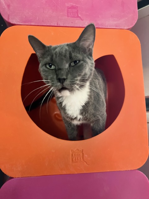 Pepper, a Adoptable Domestic Short Hair in El Paso, TX image 1/4