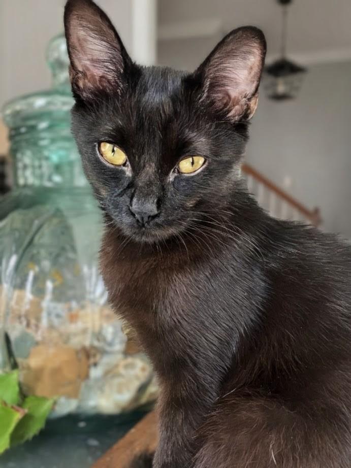 Stitch, Adoptable, Young Male Domestic Short Hair.