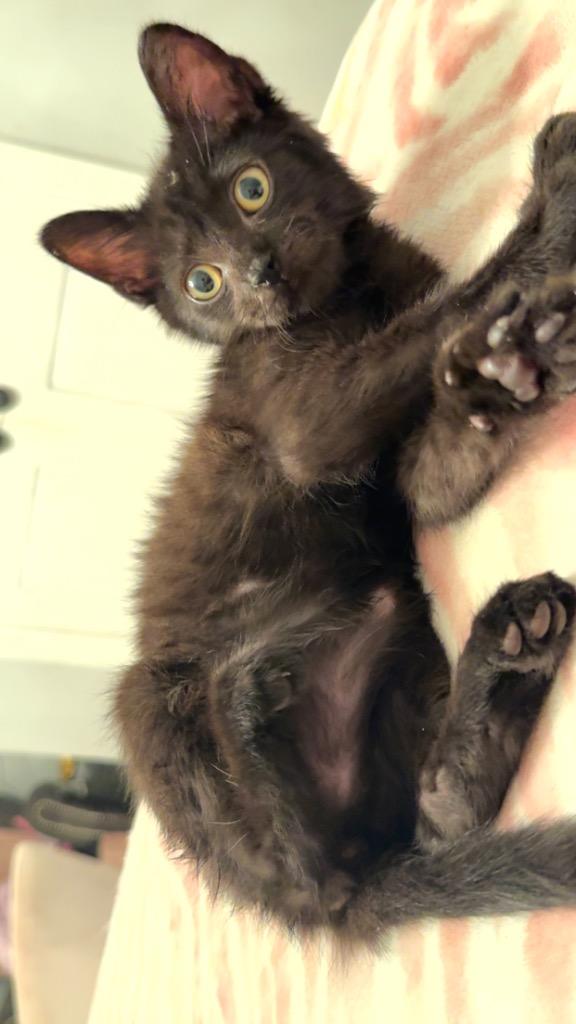 Stitch, Adoptable, Young Male Domestic Short Hair.