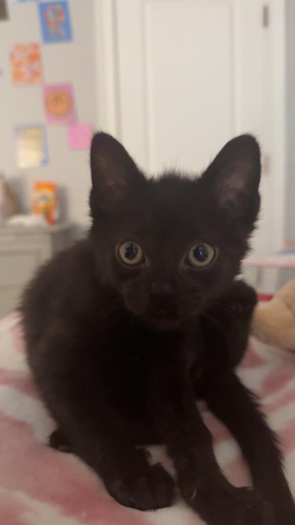 Enlarge Stitch, a Adoptable mixed breed in Evans, GA image 2/5