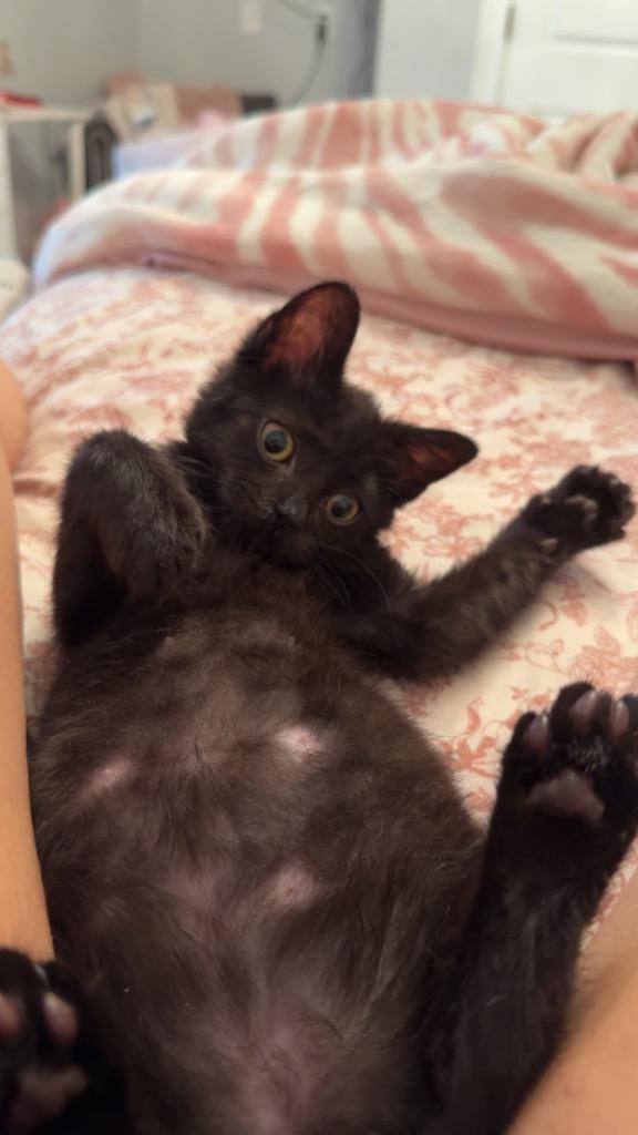 Enlarge Stitch, a Adoptable mixed breed in Evans, GA image 4/5