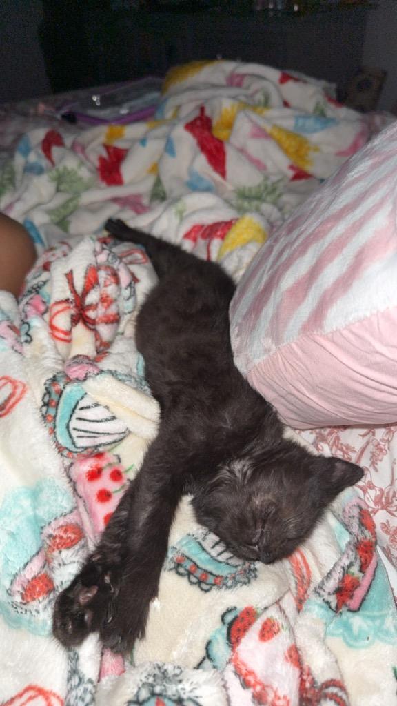 Enlarge Stitch, a Adoptable mixed breed in Evans, GA image 5/5