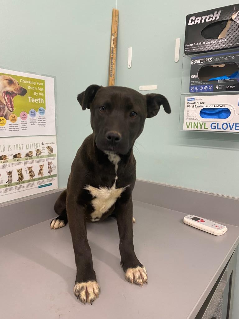 Enlarge Clover, a Adoptable mixed breed in Athens, TN image 2/4