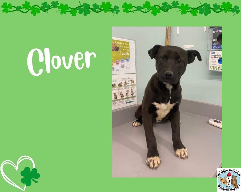 Enlarge Clover, a Adoptable mixed breed in Athens, TN image 4/4