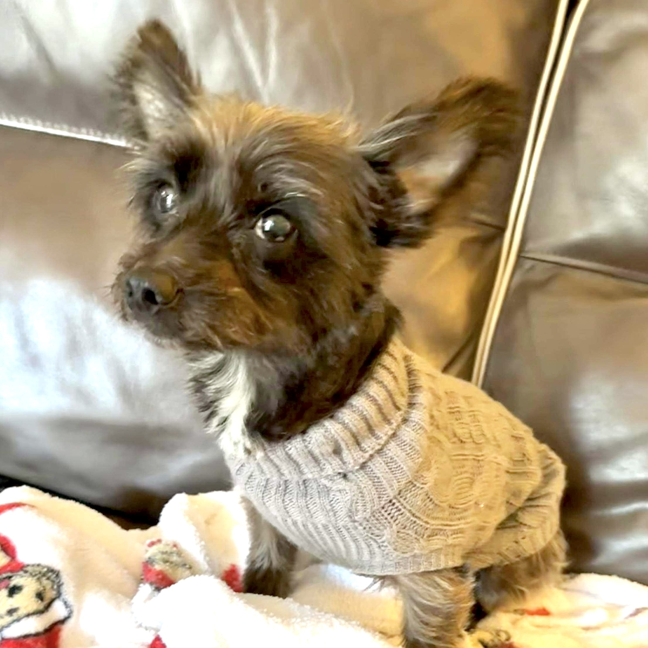 FOSTERS NEEDED FOR RESCUE DOGS, a Adoptable mixed breed in Saint Helens, OR image 2/6