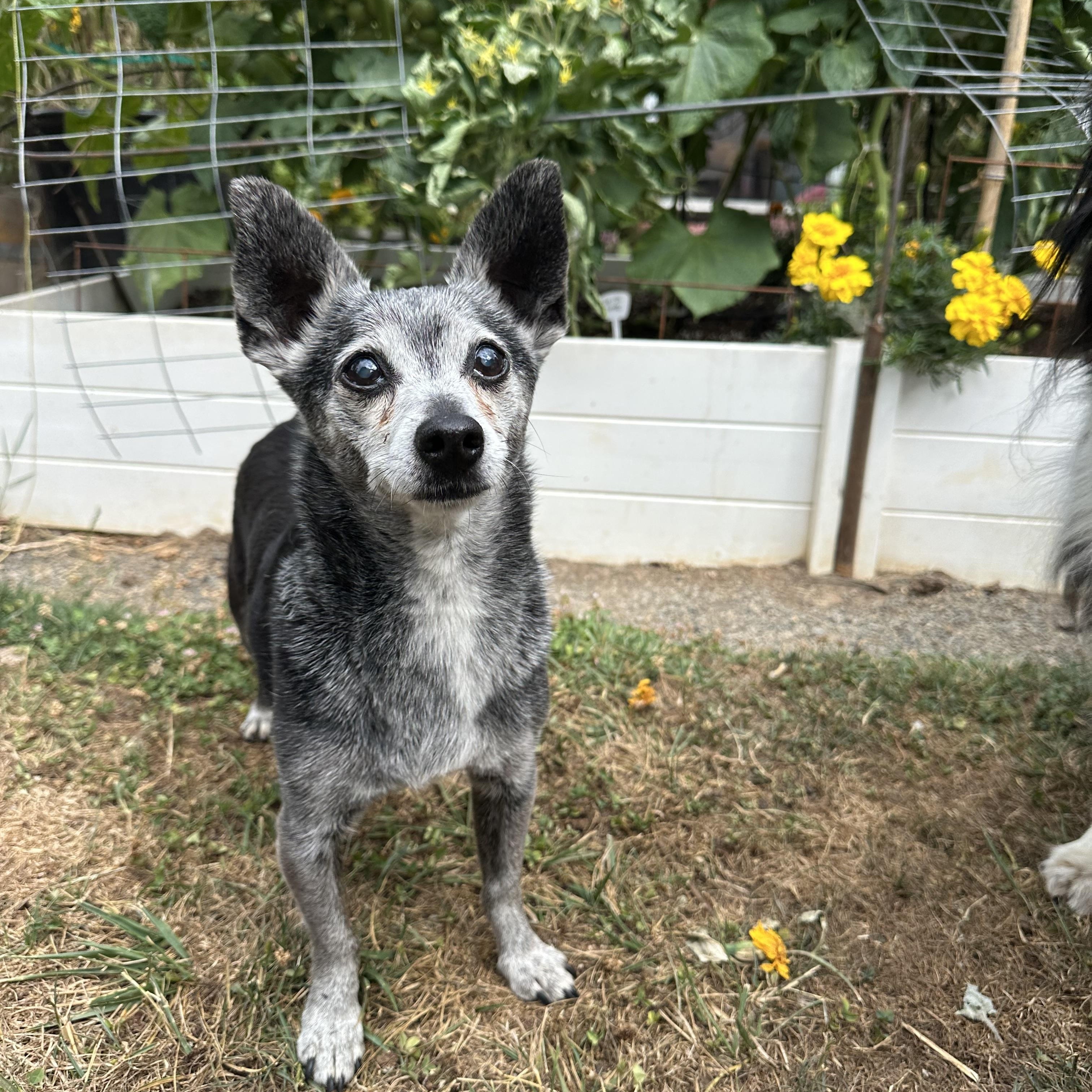 FOSTERS NEEDED FOR RESCUE DOGS, a Adoptable mixed breed in Saint Helens, OR image 6/6