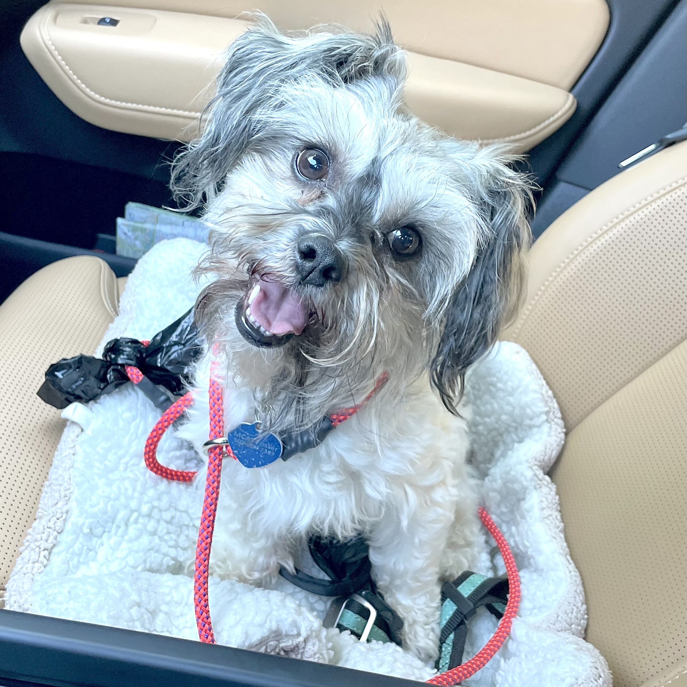 FOSTERS NEEDED FOR RESCUE DOGS, a Adoptable mixed breed in Saint Helens, OR image 1/6