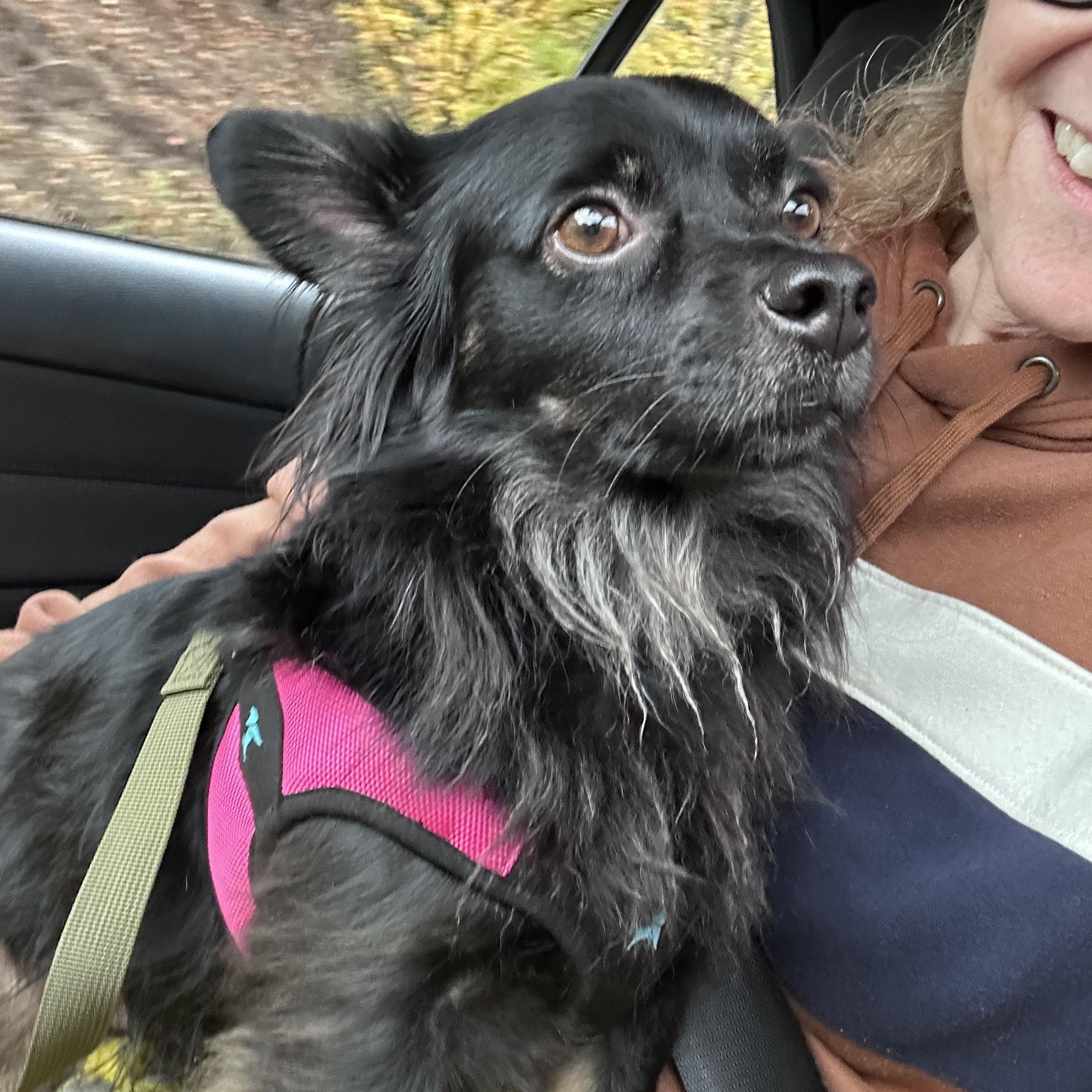 FOSTERS NEEDED FOR RESCUE DOGS