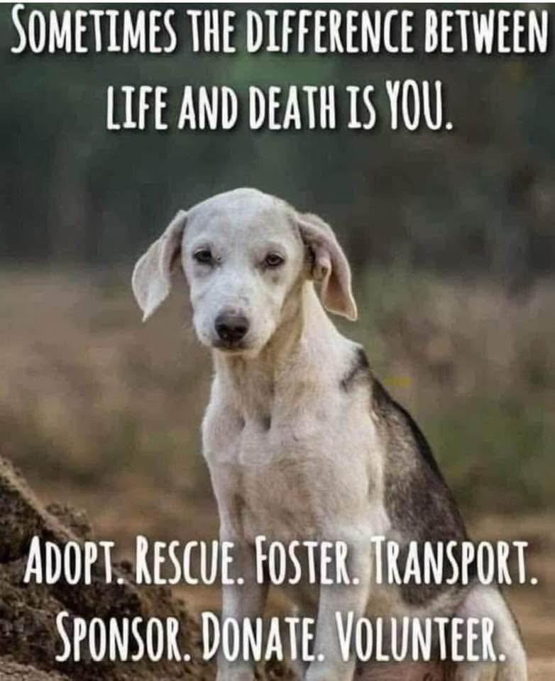 FOSTERS NEEDED FOR RESCUE DOGS, a Adoptable mixed breed in Saint Helens, OR image 4/6