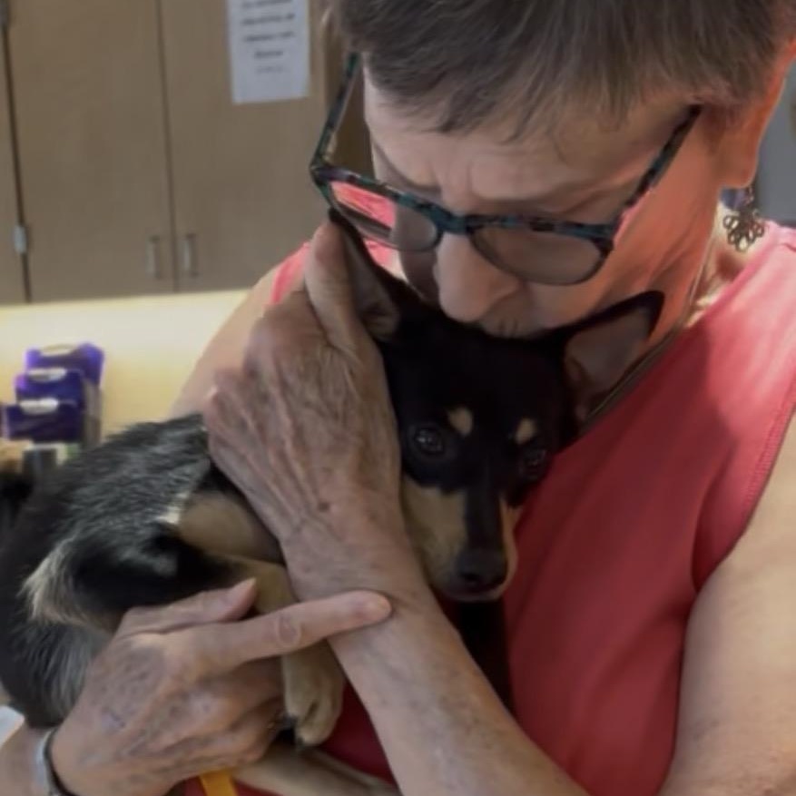 FOSTERS NEEDED FOR RESCUE DOGS, a Adoptable mixed breed in Saint Helens, OR image 5/6