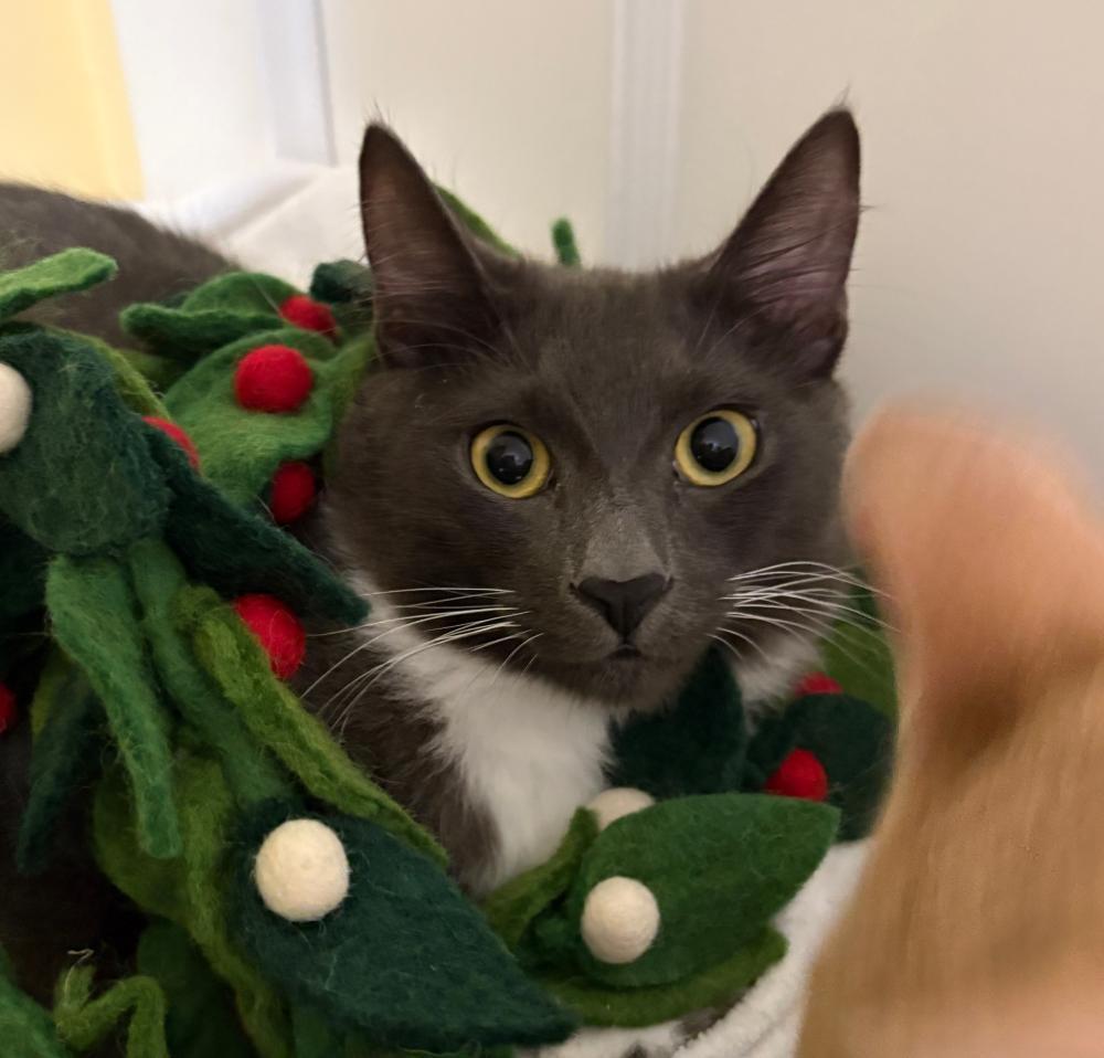 Enlarge Milo, a Adoptable Domestic Medium Hair in Palo Alto, CA image 1/3